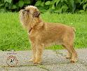 Griffon Bruxellois